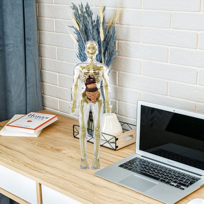 3D human body torso model for children anatomy model skeleton