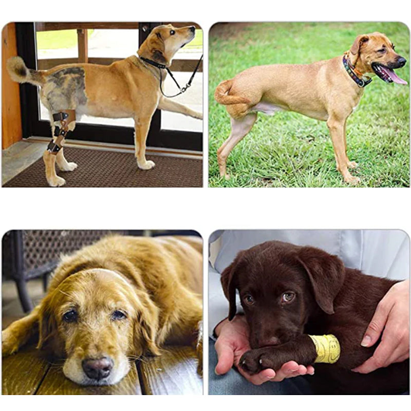 Orthopedic Strap for Hind Legs
