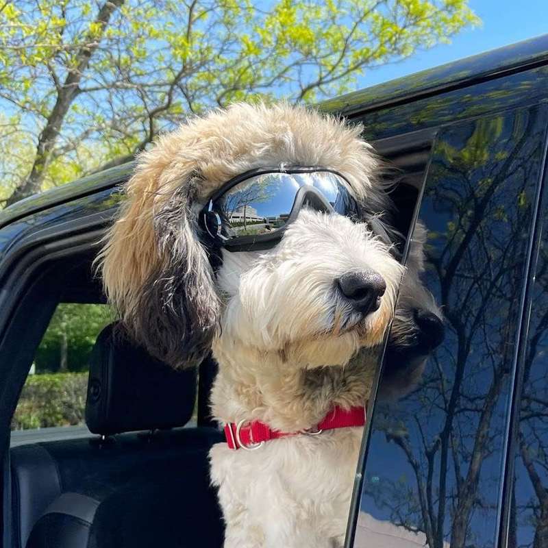 Outdoor Protection Glasses for Dogs
