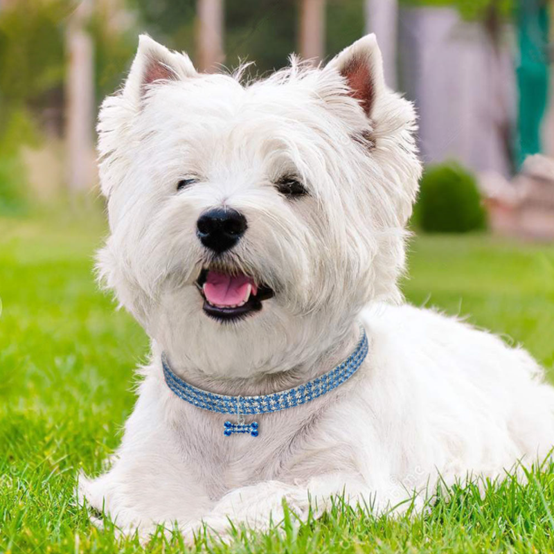 Sweet Crystal Dog Collar
