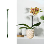 Plant support stake (10 pieces)