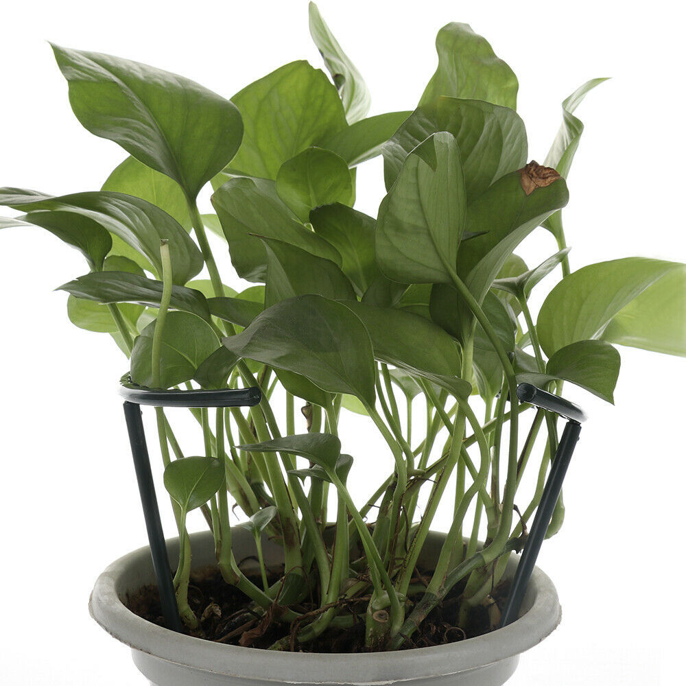 Climbing support for plants – Robust holder with cage design for growth and stability