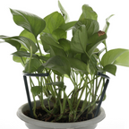 Climbing support for plants – Robust holder with cage design for growth and stability