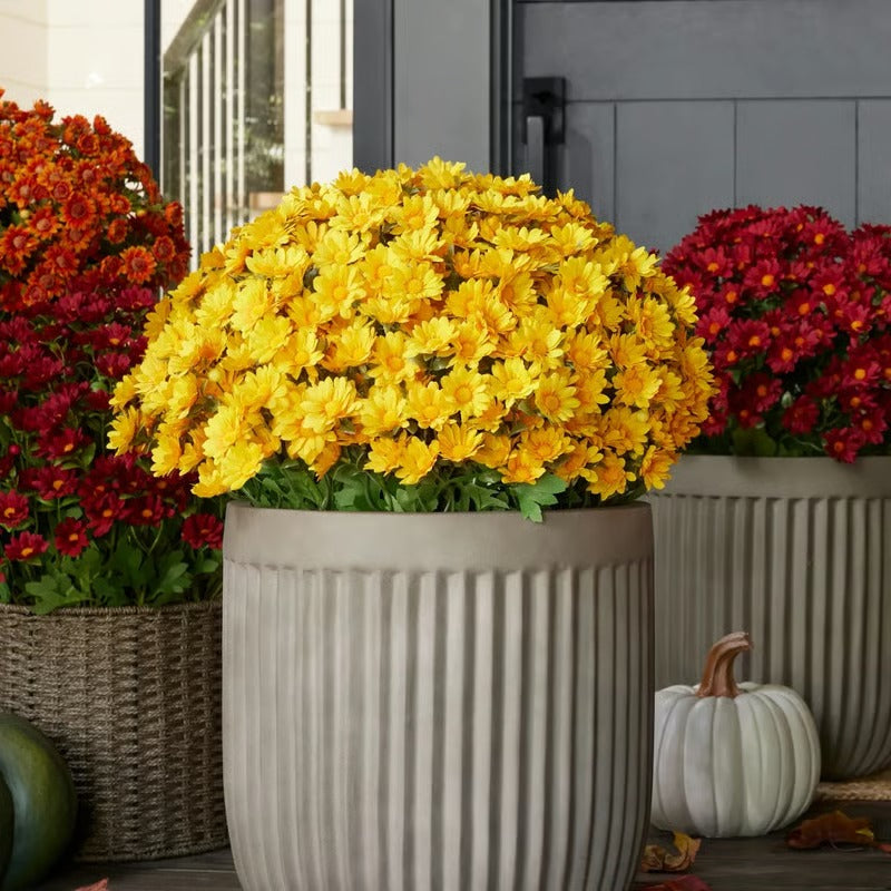 AutumnBlaze — Your worry-free garden hit with colors that enchant every autumn!