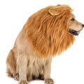 Dog Realistic Lion Mane Halloween Costume | Adjustable Lightweight