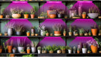 LED Quantum Plant Light Panel for Growth and Color Promotion – With Adjustable Light Mode