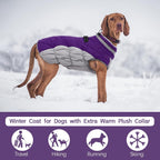 SafeWalk Winter Harness Jacket – Waterproof dog jacket with reflection and fleece lining