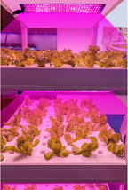 LED Quantum Plant Light Panel for Growth and Color Promotion – With Adjustable Light Mode