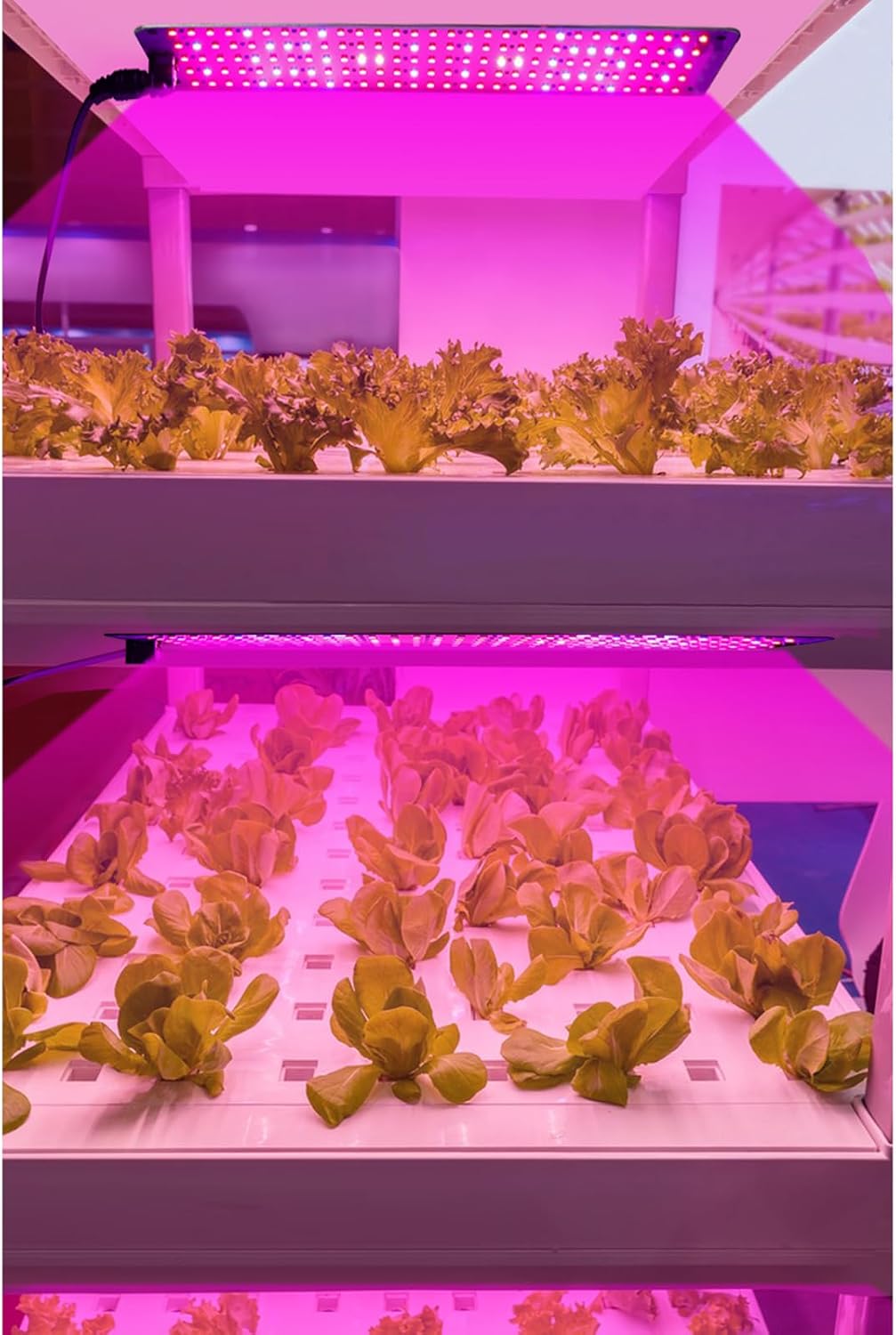 LED Quantum Plant Light Panel for Growth and Color Promotion – With Adjustable Light Mode