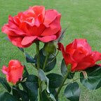 Solar-powered rose lights – garden stakes with solar panel for decorative lighting