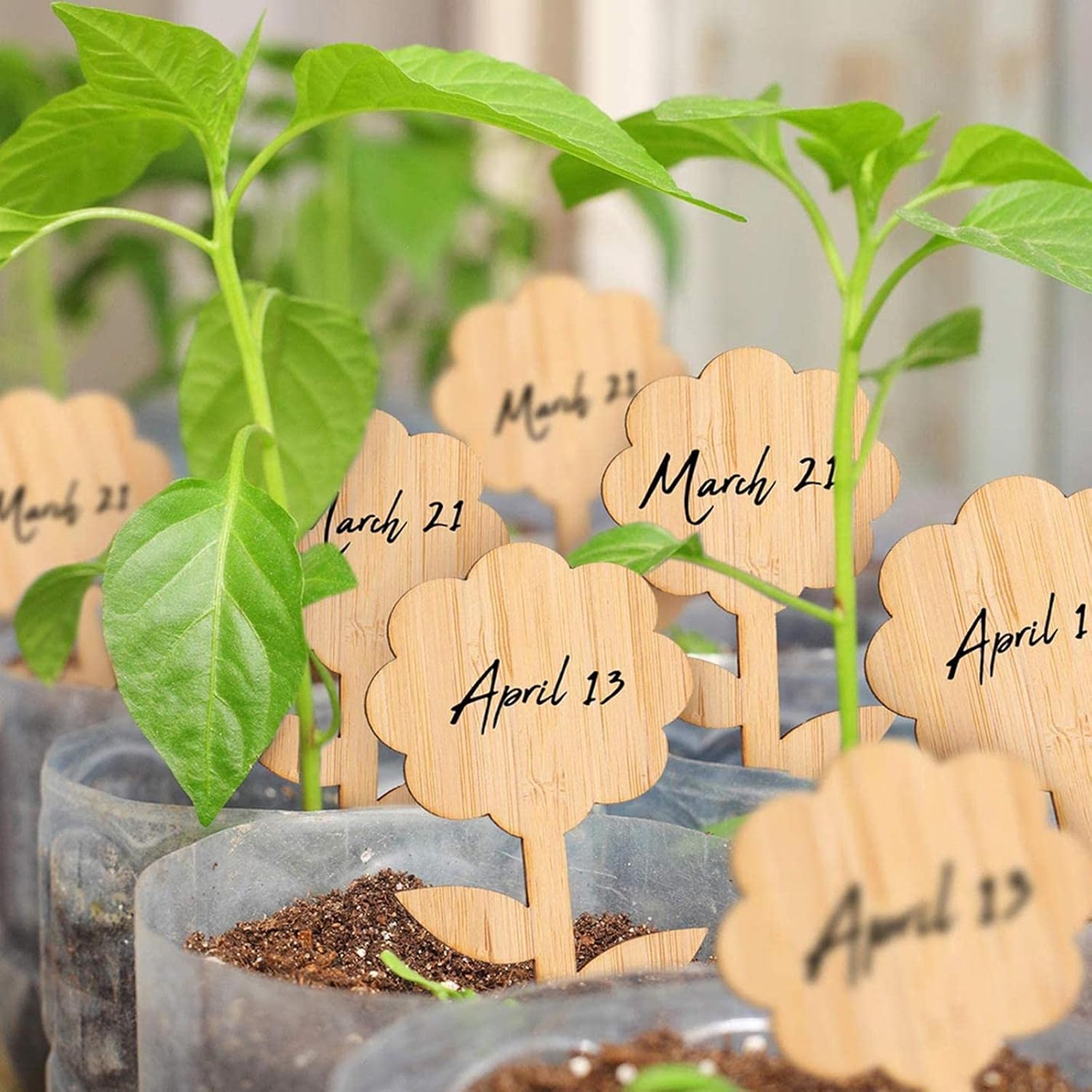 Plant labels made of wood for garden and balcony – Rewritable labels for herbs and plants