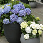 Outdoor Artificial Hydrangea Flowers