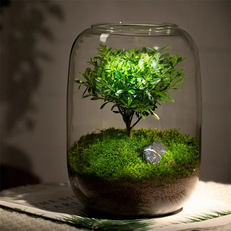 Micro Landscape Glass Vase | Clear Terrarium Planter for Succulents & Home Decor