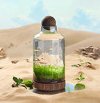 Compact Glass Micro Aquarium with 24 × 17 cm and 36 × 17 cm Options