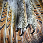 Great owl gaze in artistic edition
