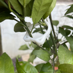 Cat-shaped Plant Clip – Cute Plant Support for Garden and House Plants