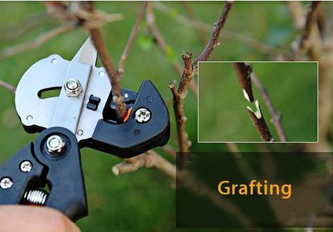 Refinement scissors for garden – Precise cutting tools for grafting and refining plants