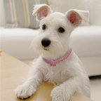 Sweet Crystal Dog Collar