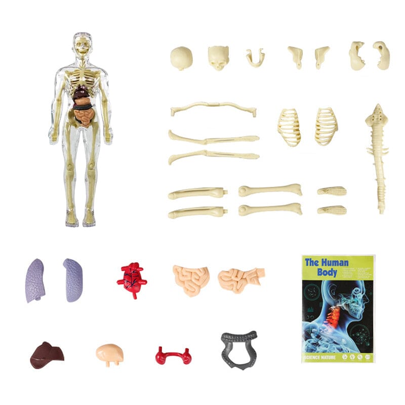 3D human body torso model for children anatomy model skeleton