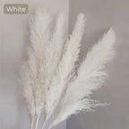 80 cm natural, real dried pampas grass bouquet (white / beige / gray) │ fluffy feather for modern boho home decor