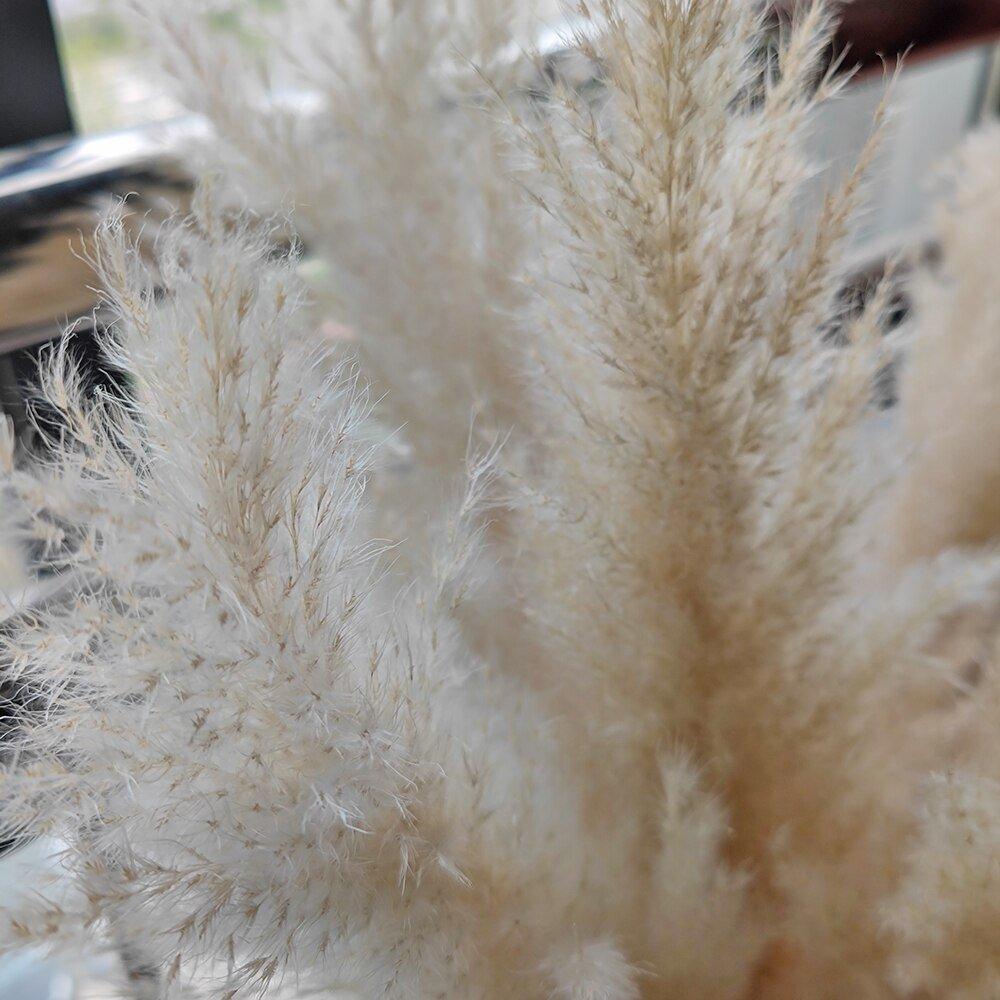 80 cm natural, real dried pampas grass bouquet (white / beige / gray) │ fluffy feather for modern boho home decor