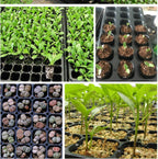 Rectangular Plant Bowl – Seedling Tray for Efficient Germination and Growth of Seedlings