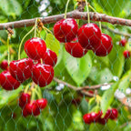 Protective net for garden plants – Green net against pests and animals