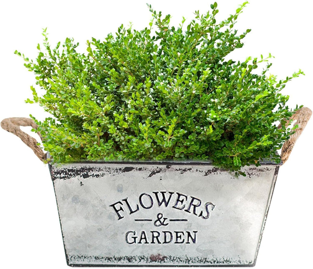 Decorative flower and garden container made of metal with hemp rope handles