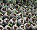 Coconut Fiber Peat Seedling Pellets – Starter for Seed Planting