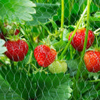 Protective net for garden plants – Green net against pests and animals