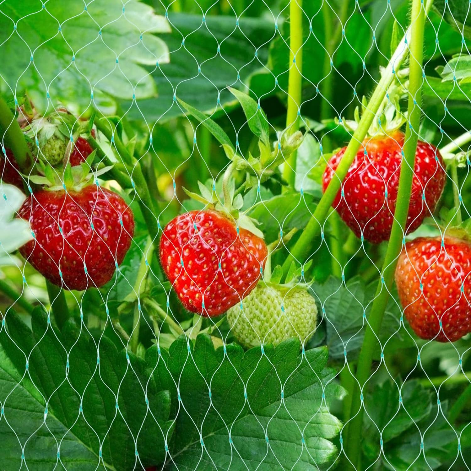 Protective net for garden plants – Green net against pests and animals