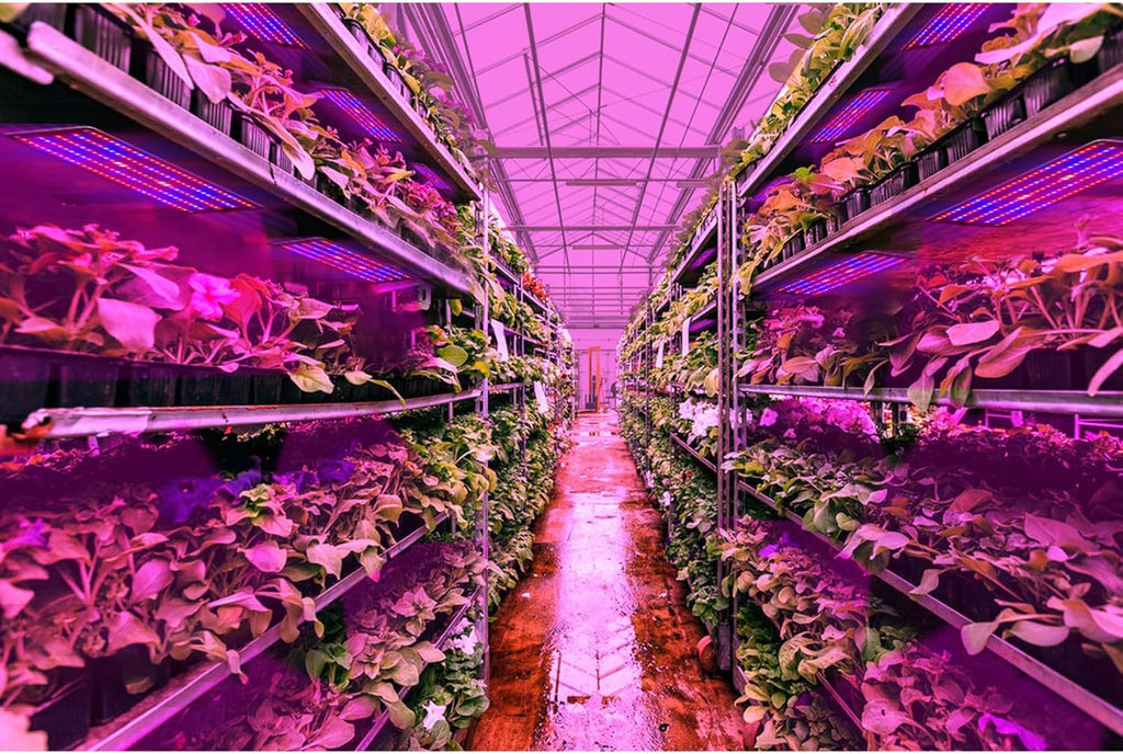 LED Quantum Plant Light Panel for Growth and Color Promotion – With Adjustable Light Mode