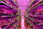 LED Quantum Plant Light Panel for Growth and Color Promotion – With Adjustable Light Mode