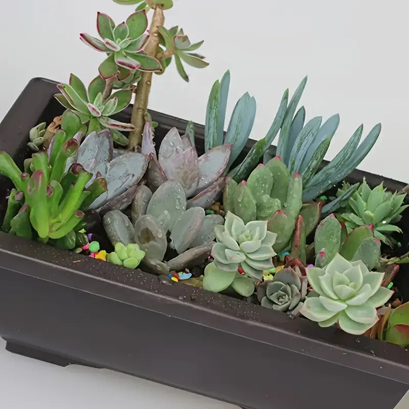 Plant pot with saucer – Rectangular flower pot for garden and balcony