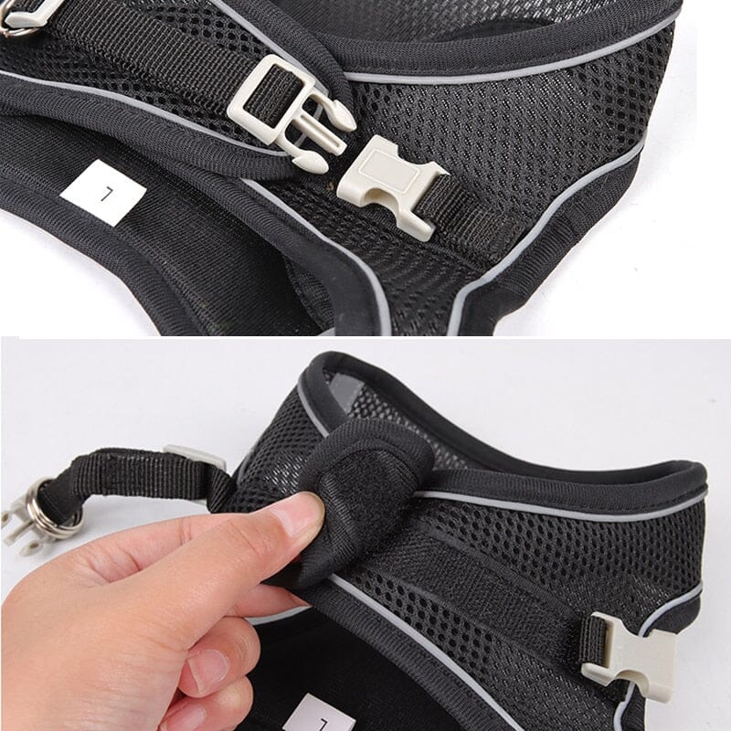 Venture Dish & Leash