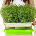 Germination trays with lid – Double-layer seed sowing tray for effective seed germination