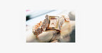 Ladies Crown Titanium Watch