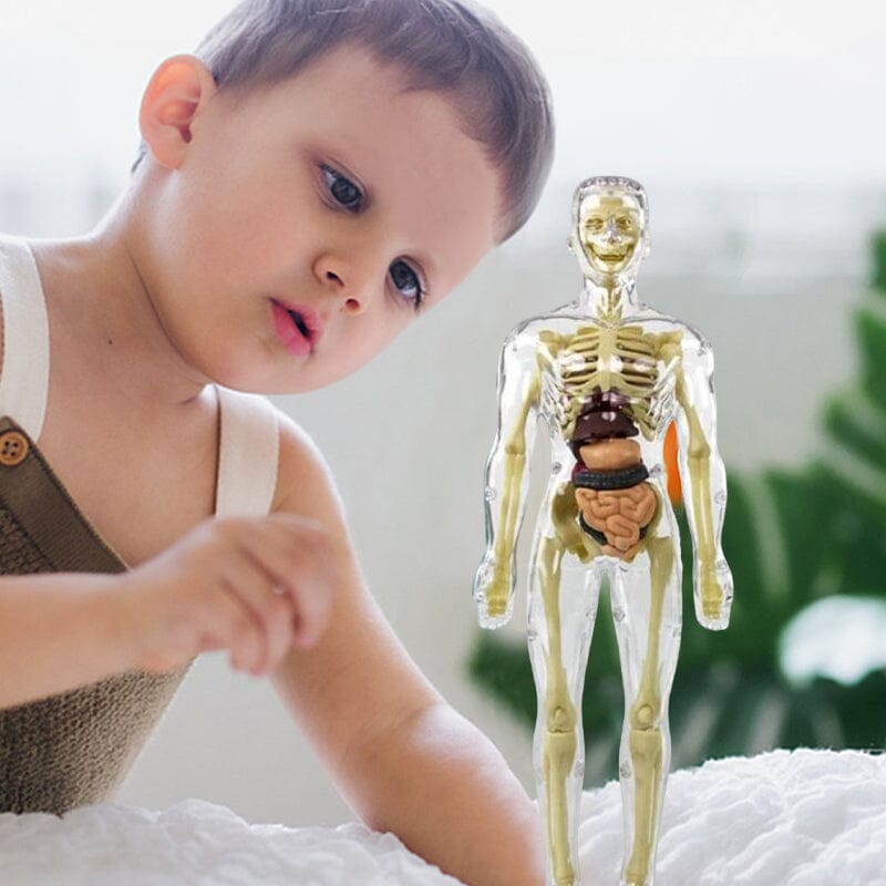 3D human body torso model for children anatomy model skeleton