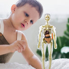 3D human body torso model for children anatomy model skeleton