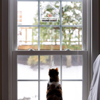 Window Bird Feeder House