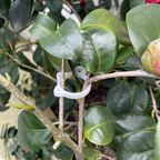 Cat-shaped Plant Clip – Cute Plant Support for Garden and House Plants
