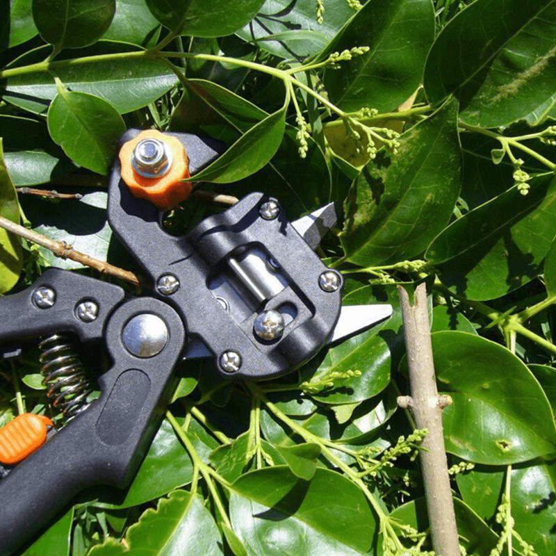 Professional Garden Grafting Tool Set