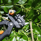 Professional Garden Grafting Tool Set