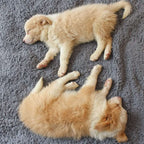 FLOOPIE - Premium Pet Fleece Blanket