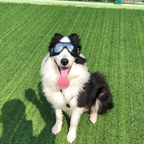 Outdoor Protection Glasses for Dogs