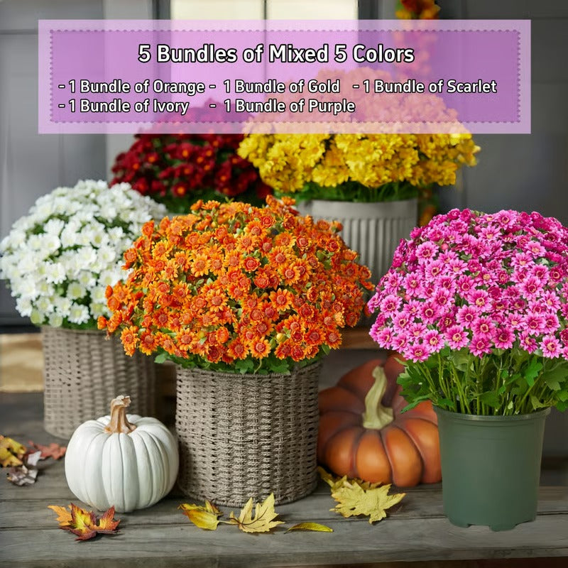 AutumnBlaze — Your worry-free garden hit with colors that enchant every autumn!