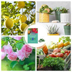 Plant fertilizer sticks – Long lasting fertilizer for healthy growth