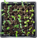 Coconut Fiber Peat Seedling Pellets – Starter for Seed Planting