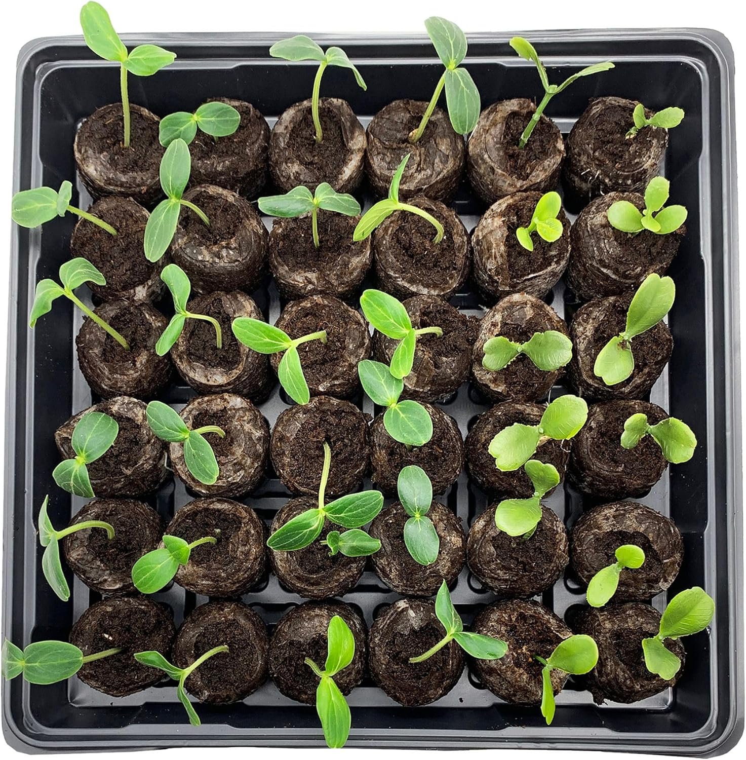 Coconut Fiber Peat Seedling Pellets – Starter for Seed Planting