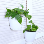 Self-watering hanging plant pot – Modern flower pot for wall mounting
